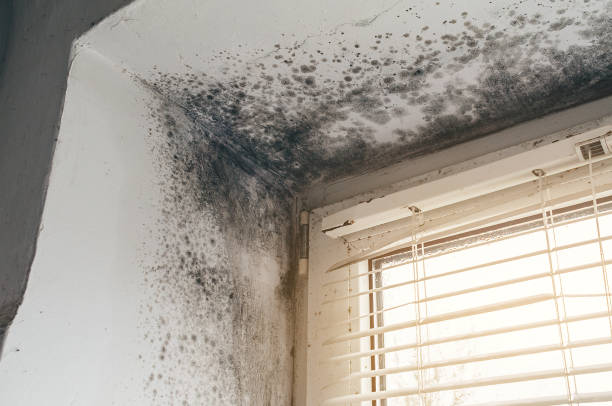 Affordable Basement Mold Removal solutions in Deer Park, WA